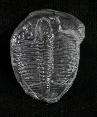 Elrathia Trilobite - Utah #9176